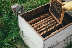 Understanding the Hive Affliction – Vanessa Lachey’s Personal Battle